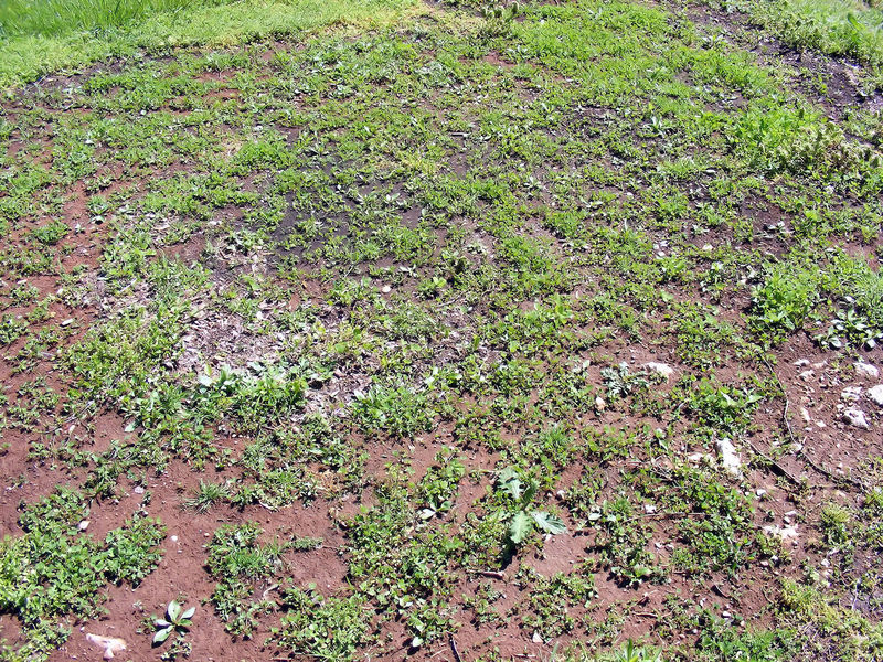 White “Ladino” Clover Seed. Feed Bees, Food Plots, Non GMO. Pasture Forage!