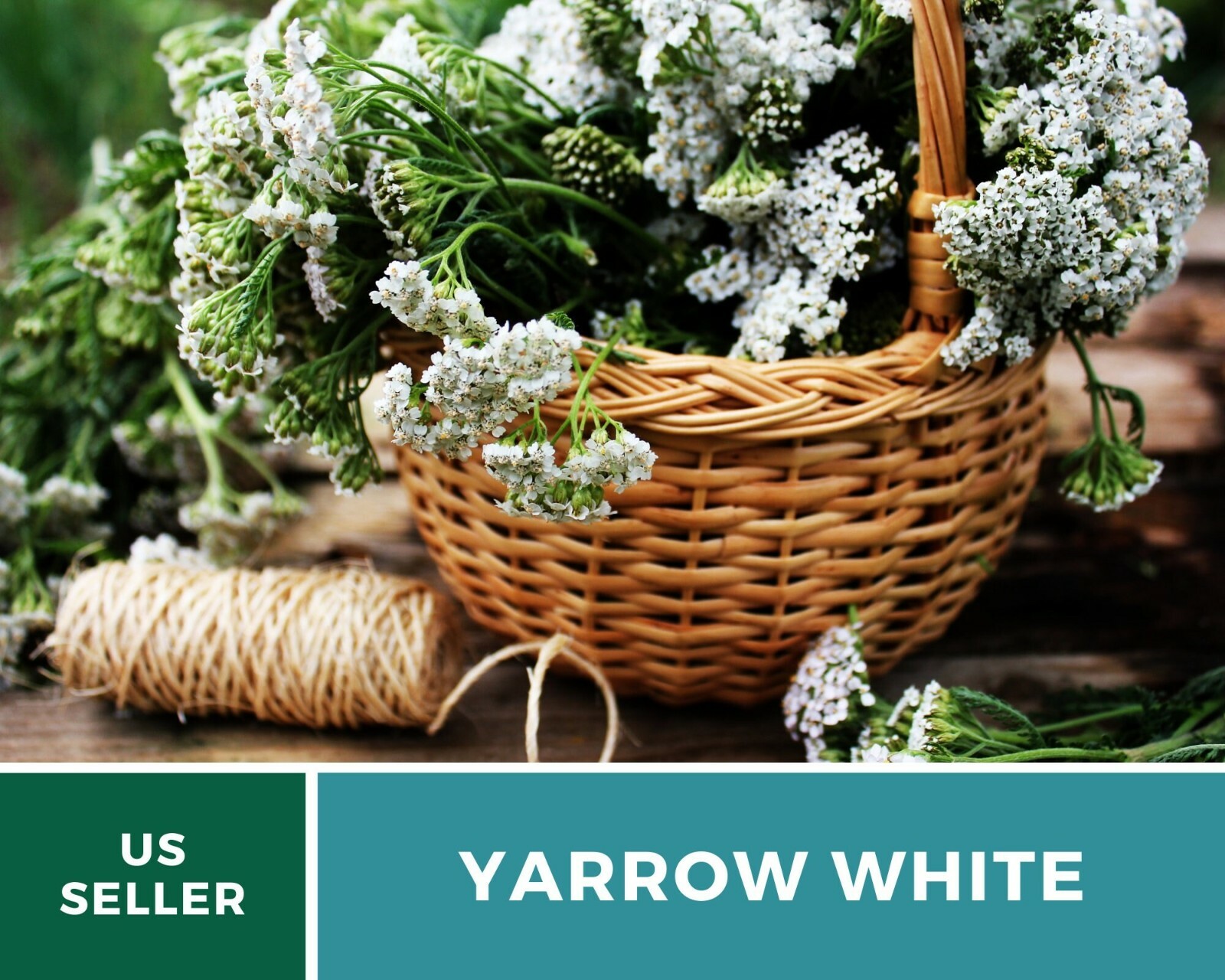 Yarrow, White – Heirloom Seeds – Medicinal Herb – Pollinator Friendly