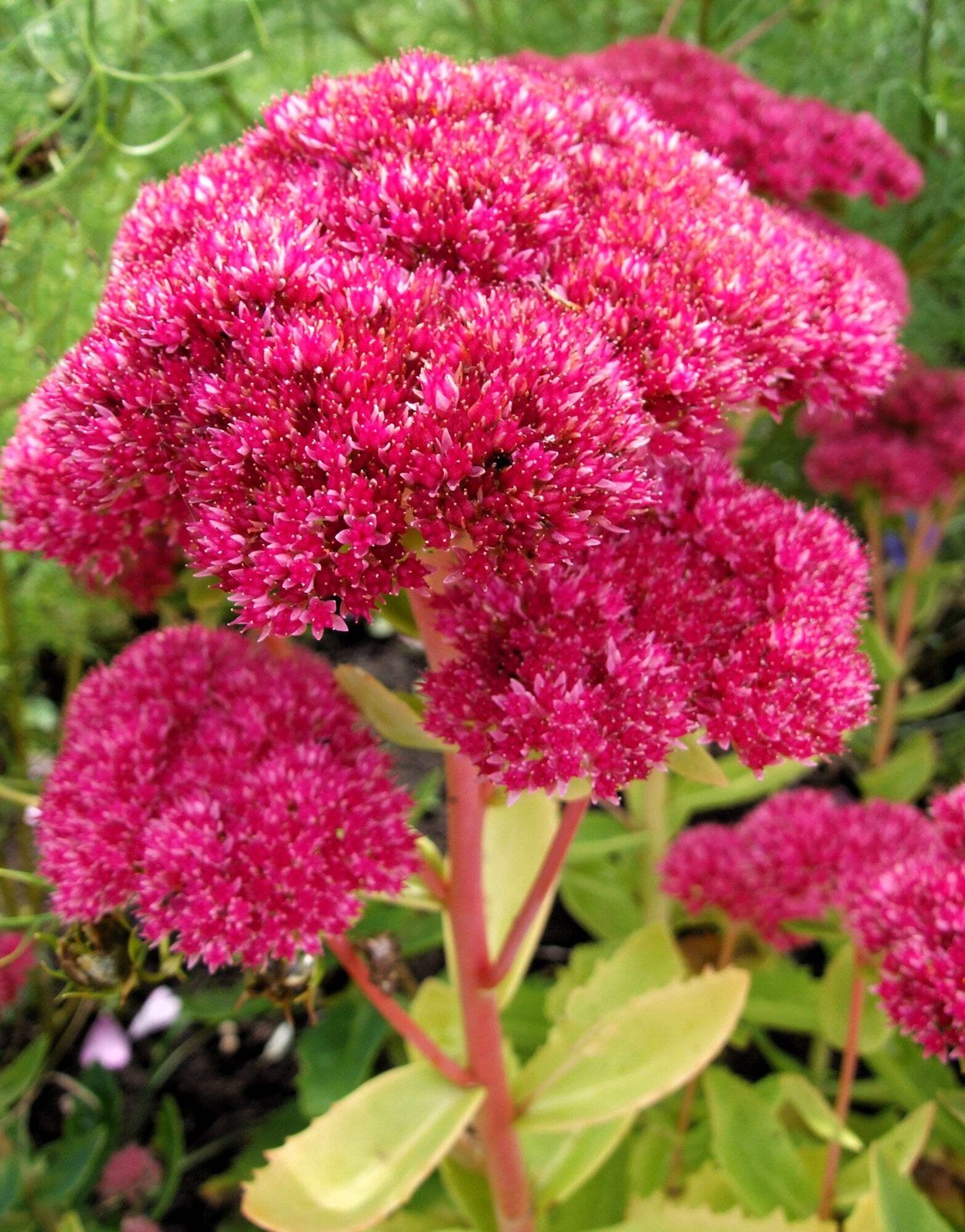 10 EMPEROR’S WAVE SEDUM Red Upright Telephium Succulent Flower Rock Garden Seeds
