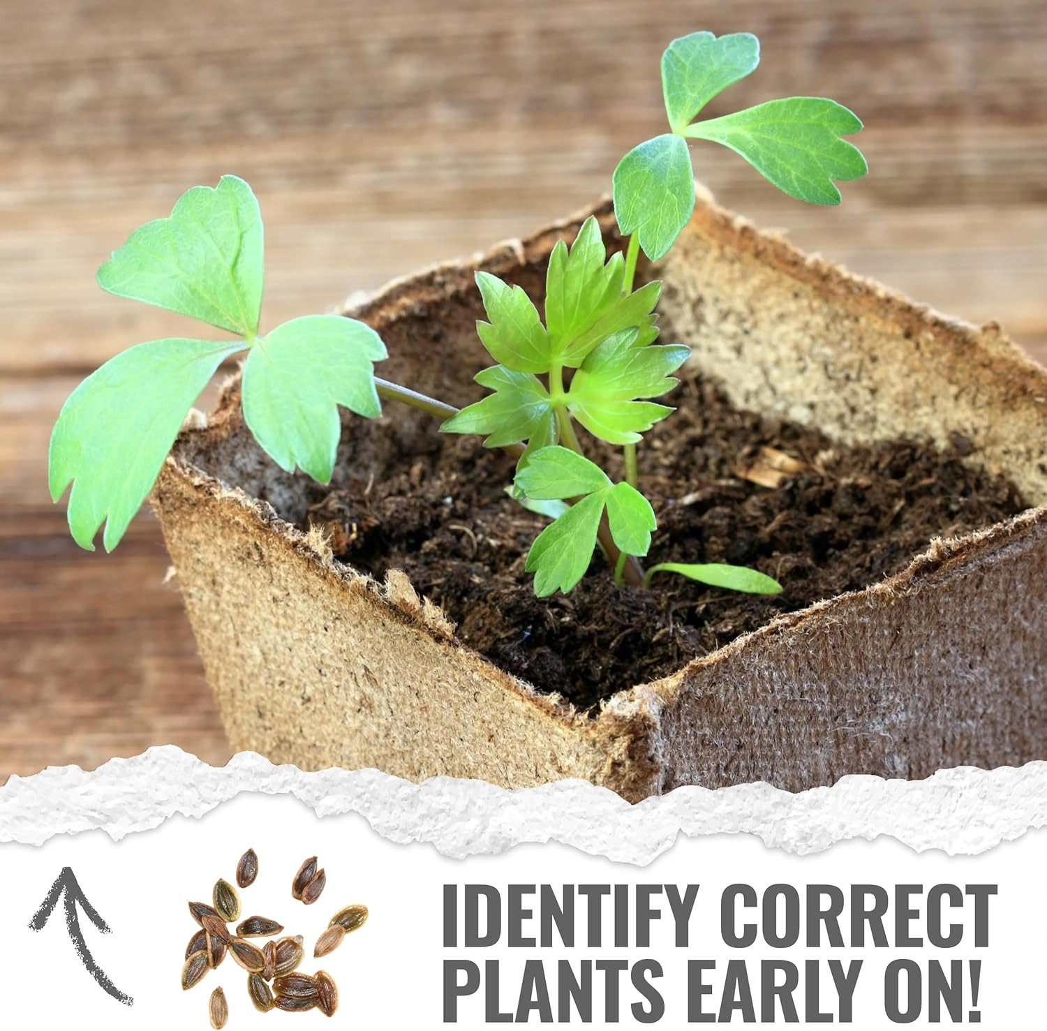 Lovage Seeds for Planting – Non-Gmo Heirloom & Untreated Herbs to Plant a Medici