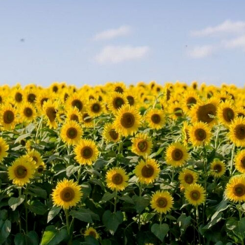 Mammoth Grey Stripe Sunflower Seeds – NON-GMO / Heirloom