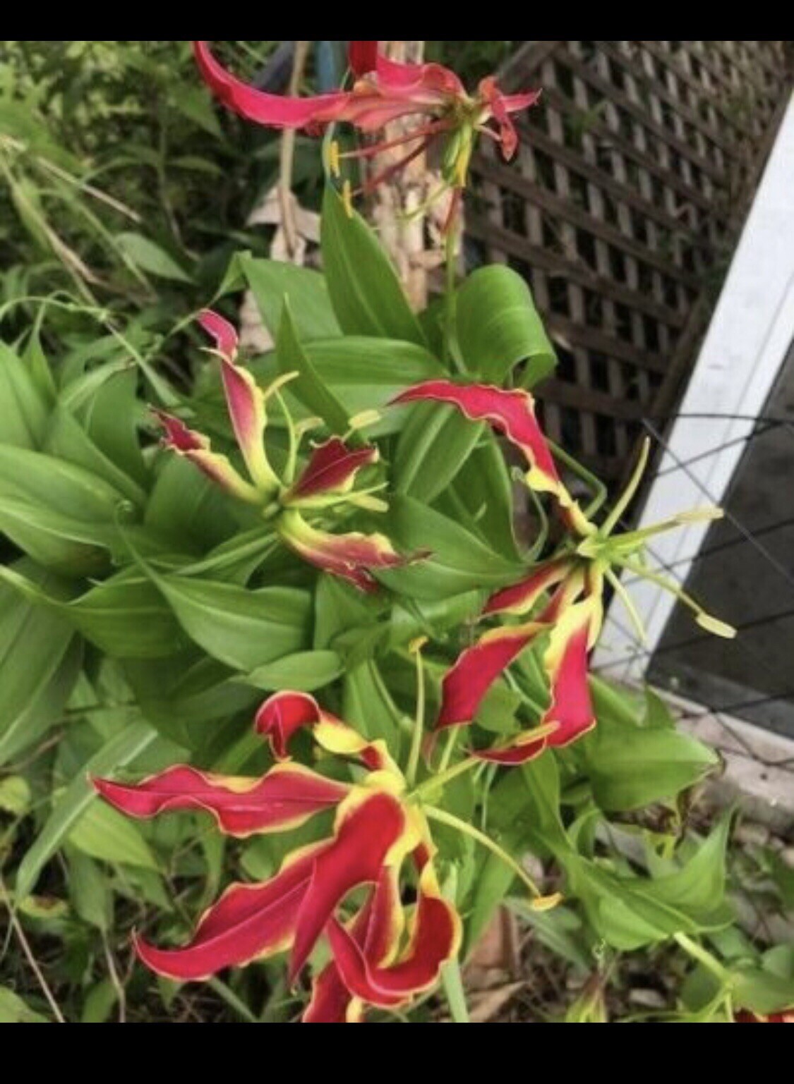 Gloriosa , Exotic Flame Lily Red And Yellow Flower 5 Tubers