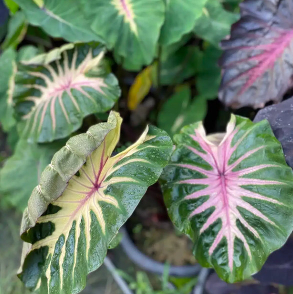 Waikiki Colocasia Live Plant – 6-10″ Tall – Colorful Elephant Ear for Containers
