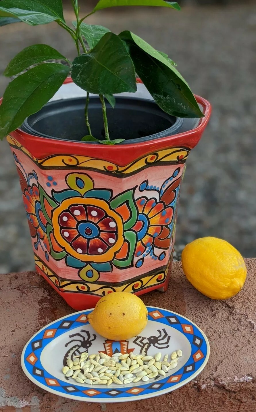 Lemon Seeds – 20 Fresh 🍋 Seeds Proudly Made In/From Arizona Meyer Lemon Non GMO