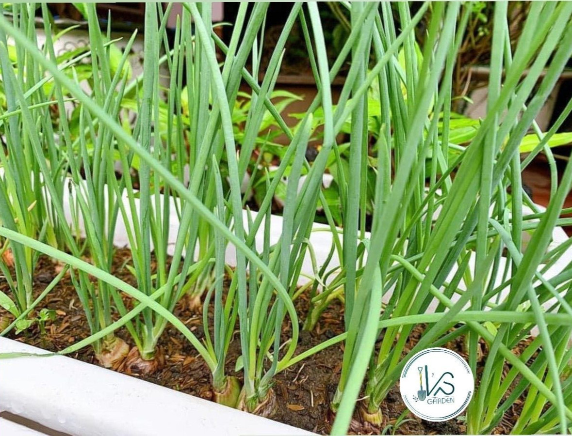 WHITE BUNCHING ONION SEEDS, HÀNH LÁ, 蔥