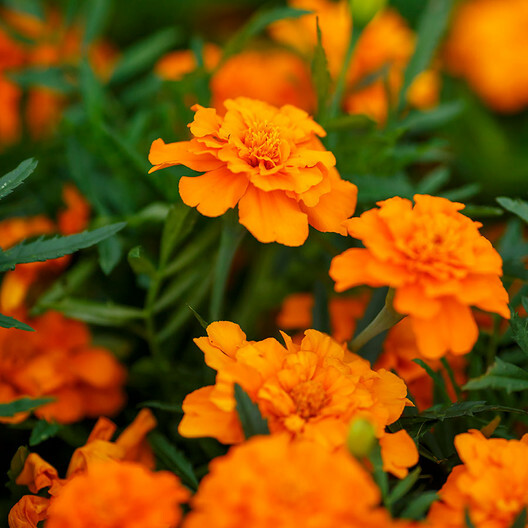 French Marigold TANGERINE DOUBLE DWARF Beneficial Plant Non-GMO 100 Seeds!