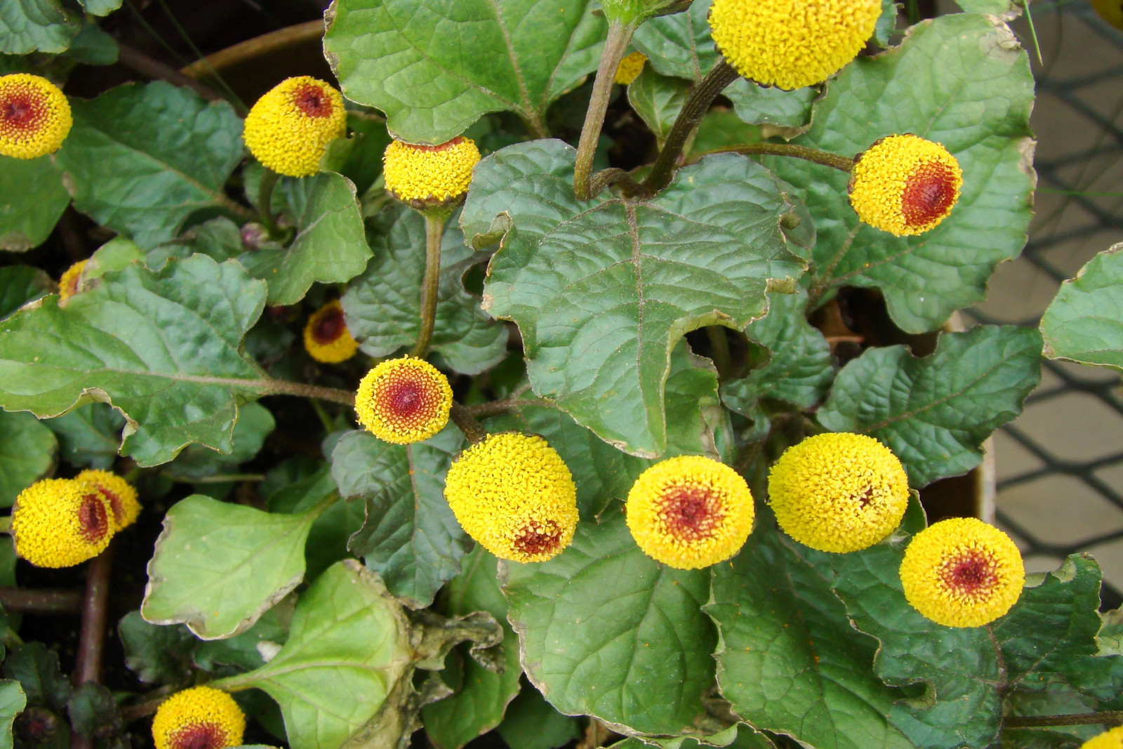 Paracress Seeds Medicinal Herb, Toothache Plant, Tracking Included, Herbal