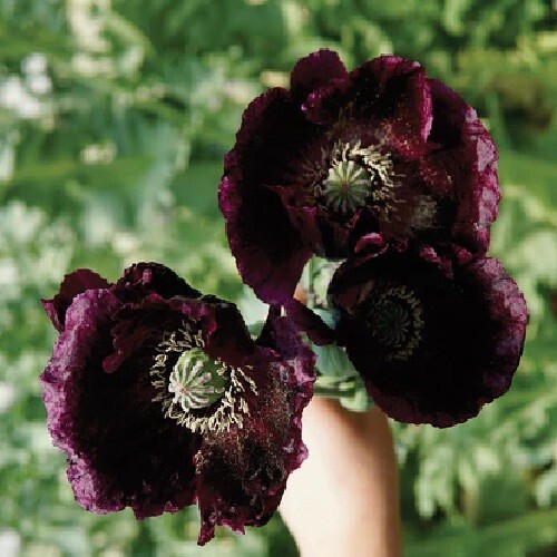 2,500 Stratified Organic After Midnight P. Somniferum Poppy Seeds for Planting