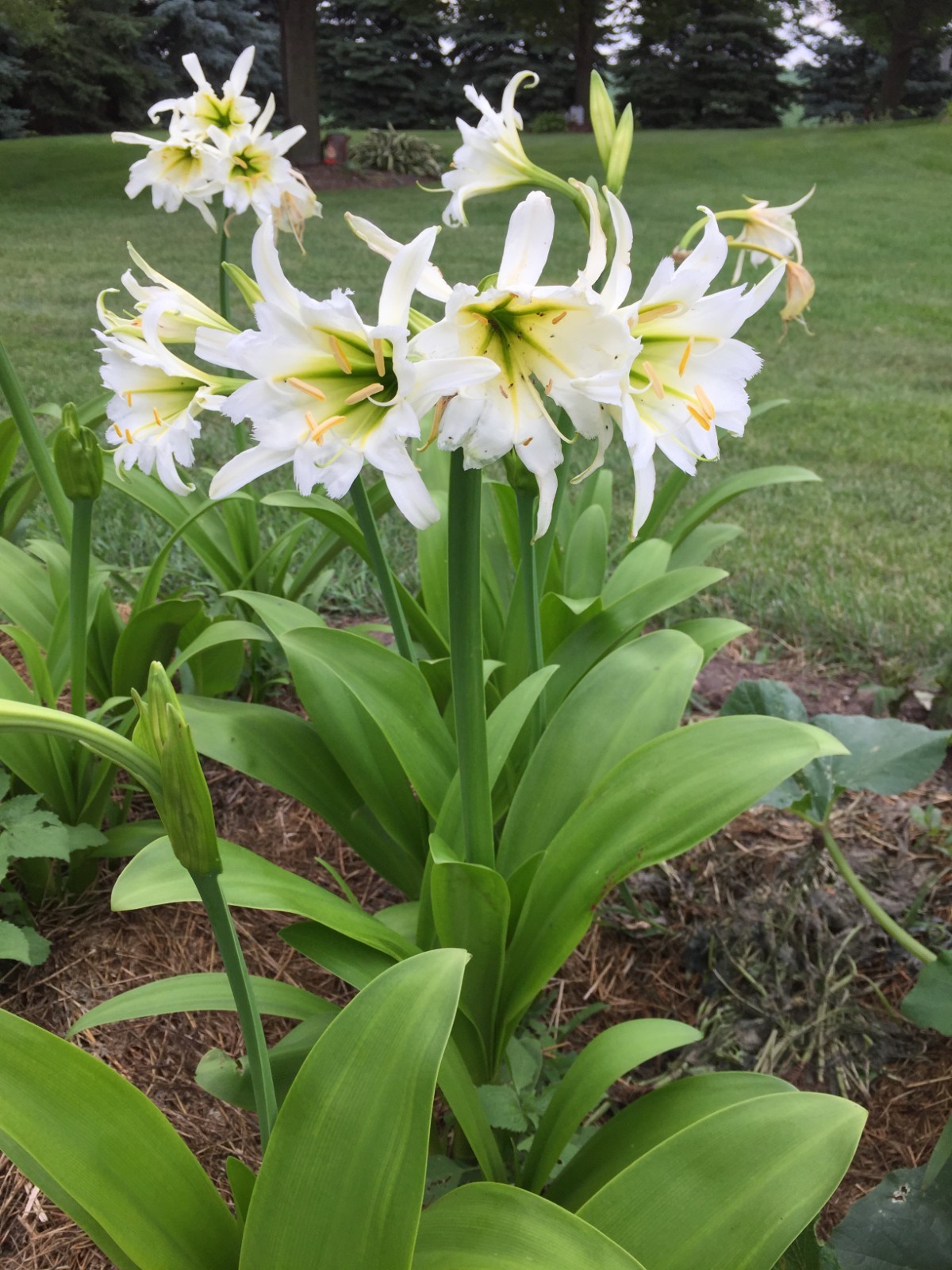 Spider Lily, Peruvian Daffodil Hymenocallis festalis 5 bulbs