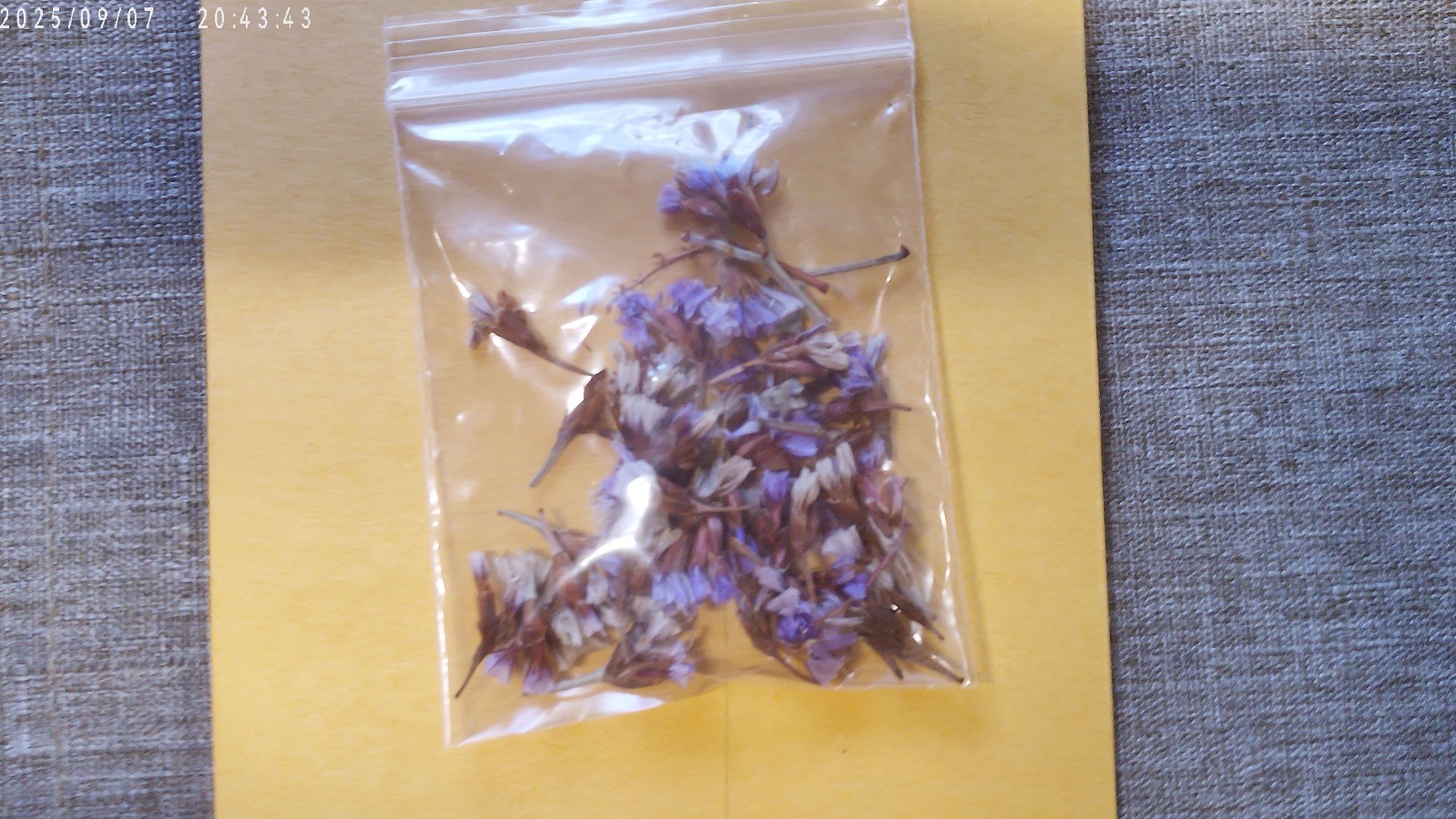Sea Lavender Crowns Limonium perezii .50gr Seed Packet Free Shipping!