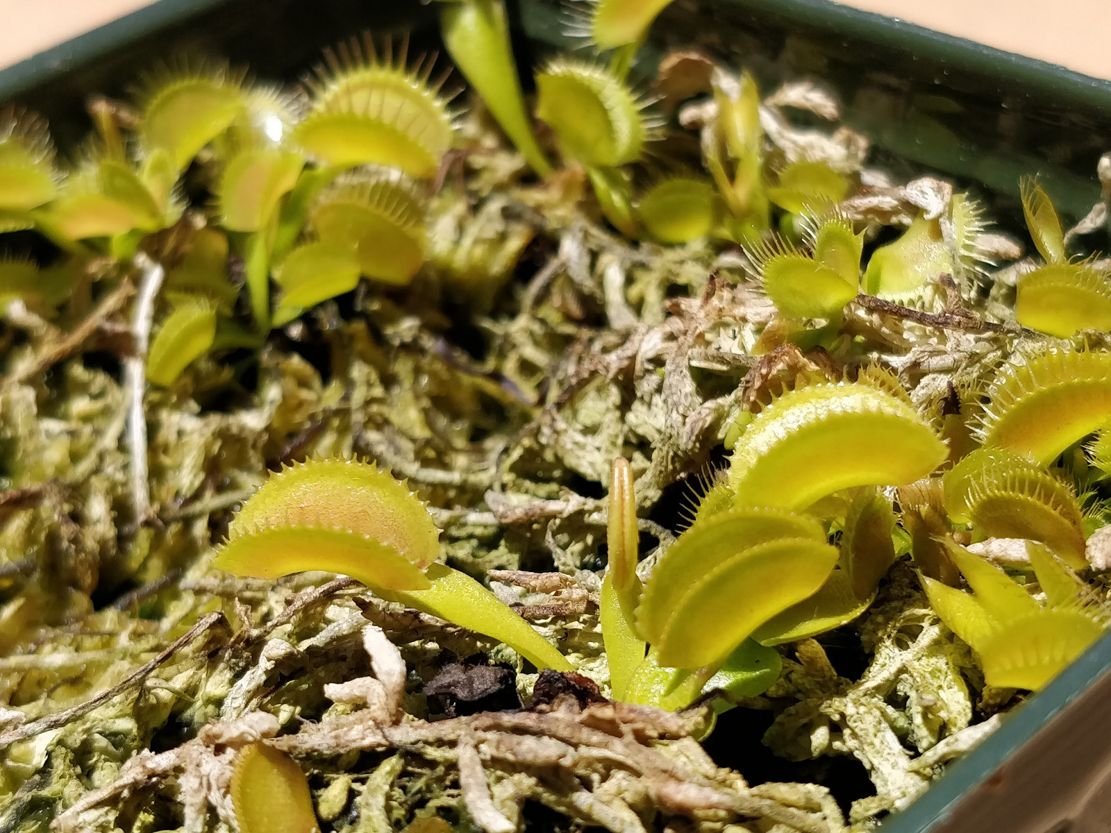 20 freshly harvested(2023 July)assorted named cultivar cross Venus Flytrap seeds