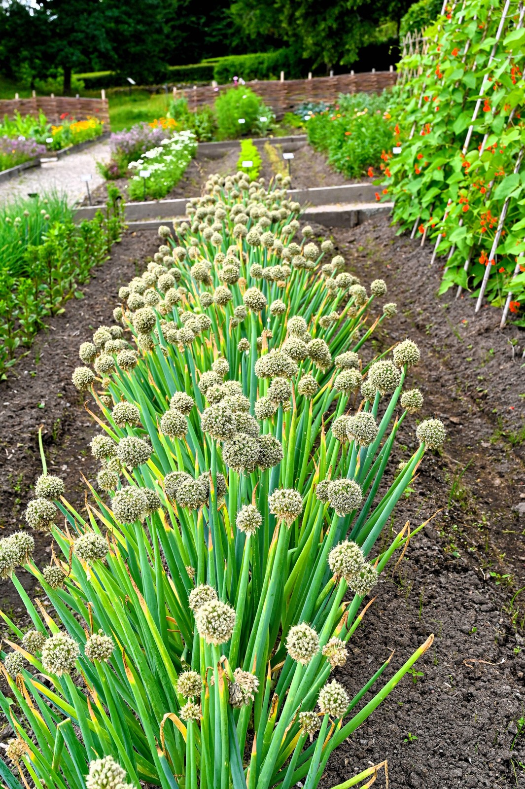 300 Evergreen NEBUKA BUNCHING ONION Japanese Allium Fistulosum Vegetable Seeds
