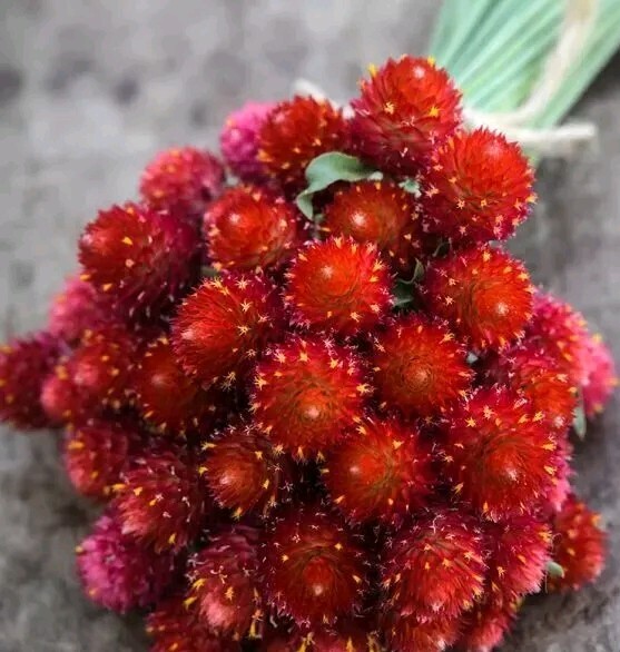 30 Gomphrena Strawberry Fields seeds Vivid Lipstick-red Blooms
