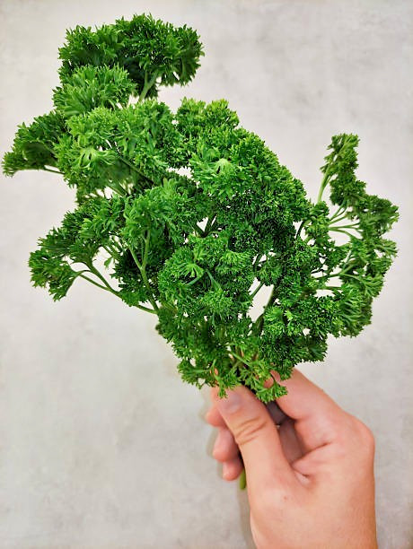500 FOREST GREEN PARSLEY SEEDS | 2026 SALE FREE SHIPPING NON GMO HEIRLOOM