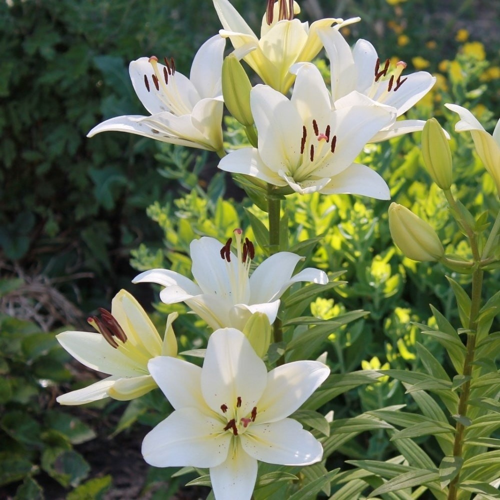 Giant Tree Lily “Pretty Lady” Flowers – 3, 6 or 12 Bulbs – Attracts Butterflies,