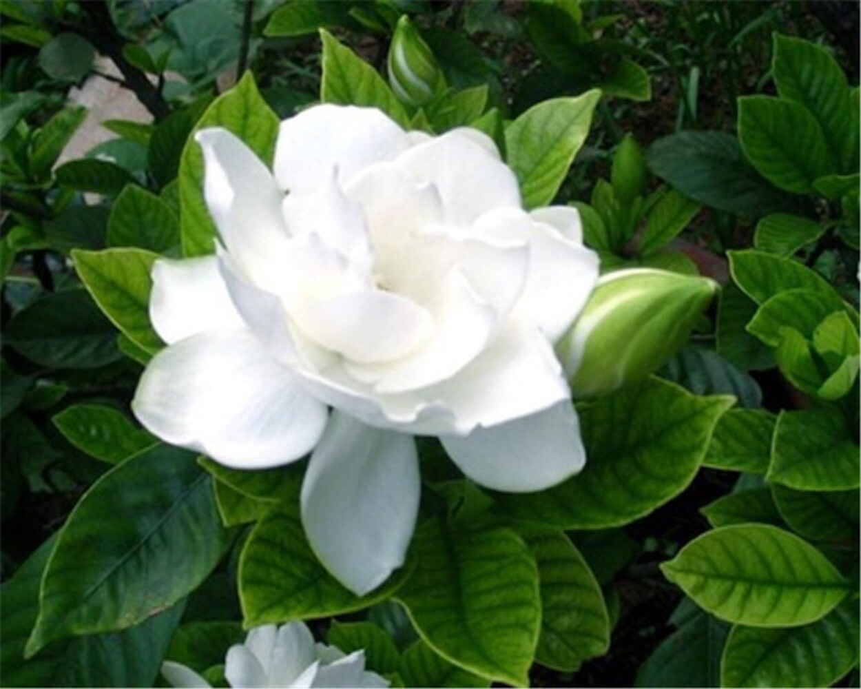 20 SEEDS pure white GARDENIA fragrant flower exotic bush garden plant USA Seller
