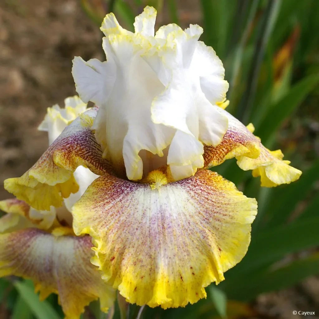 1 Tall Bearded Iris Rhizome/Bulb~RING AROUND ROSIE~Perennial~UNIQUE Flowers