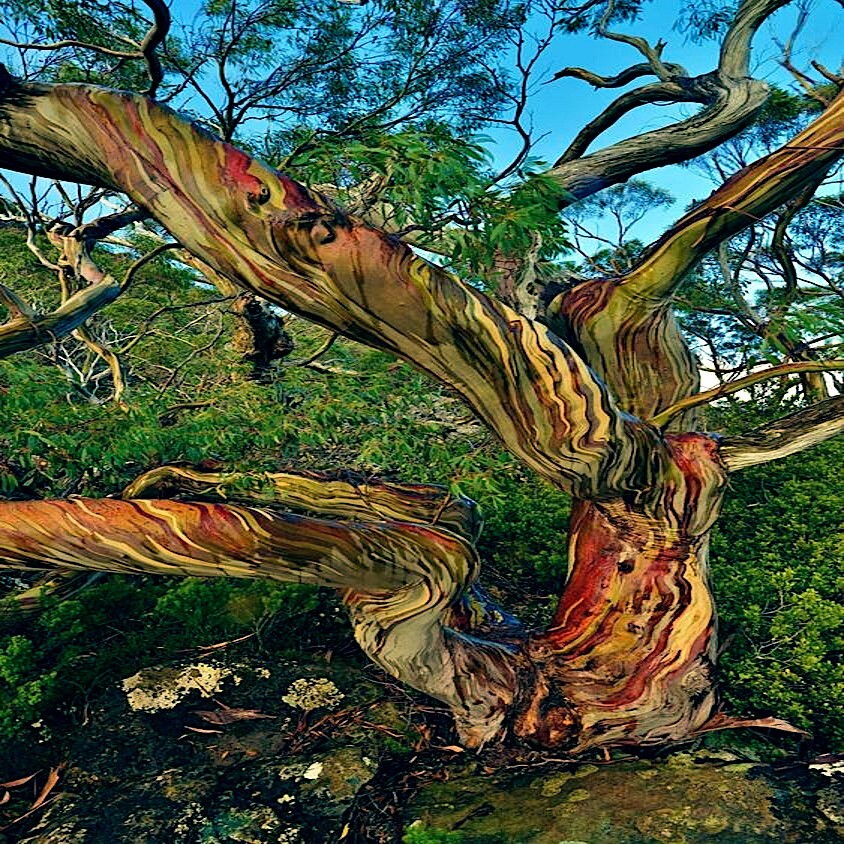 50 Rainbow Eucalyptus deglupta Tree Seeds Fast Tropical Indonesian Mindanao Gum
