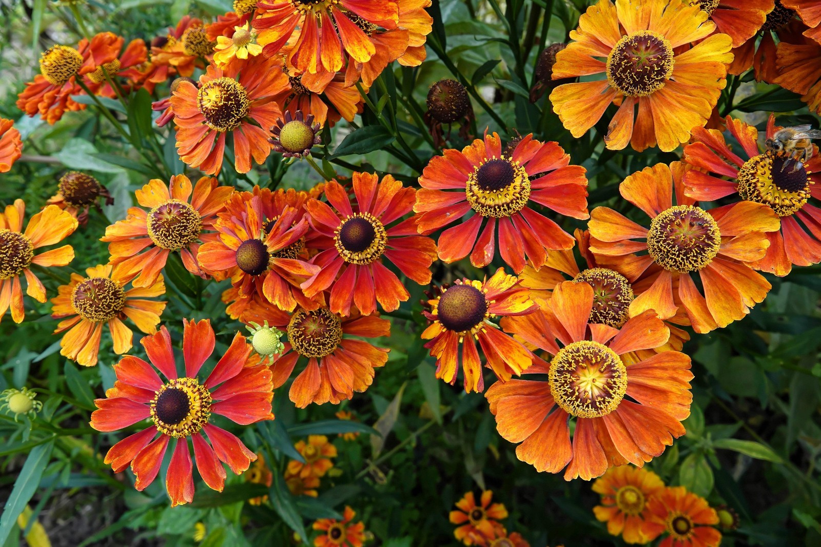 100 HELENIUM AUTUMN LEAVES Mix Helenium Autumnale Sneezeweed Flower Seeds