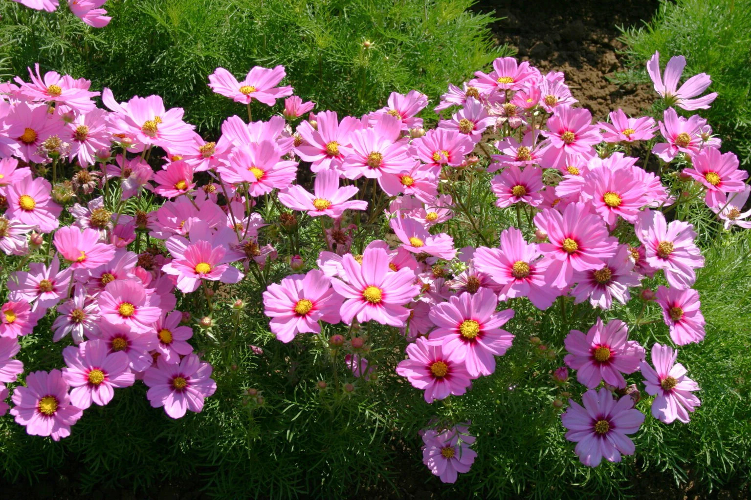 Pink Early Summer Cosmos (Dwarf) Seeds – For 2026 Planting Pink Wildflower