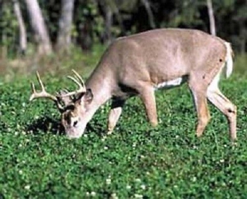 3lbs JUMBO LADINO WHITE CLOVER Seed For Deer Food Plot Turkey Very Large Leaf