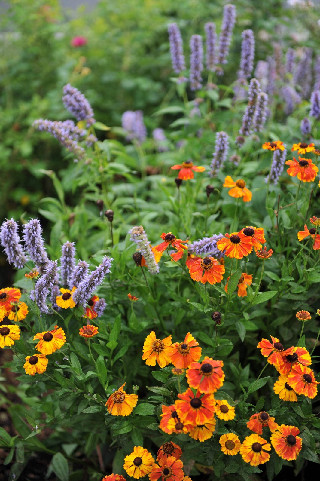 100 HELENIUM AUTUMN LEAVES Mix Helenium Autumnale Sneezeweed Flower Seeds