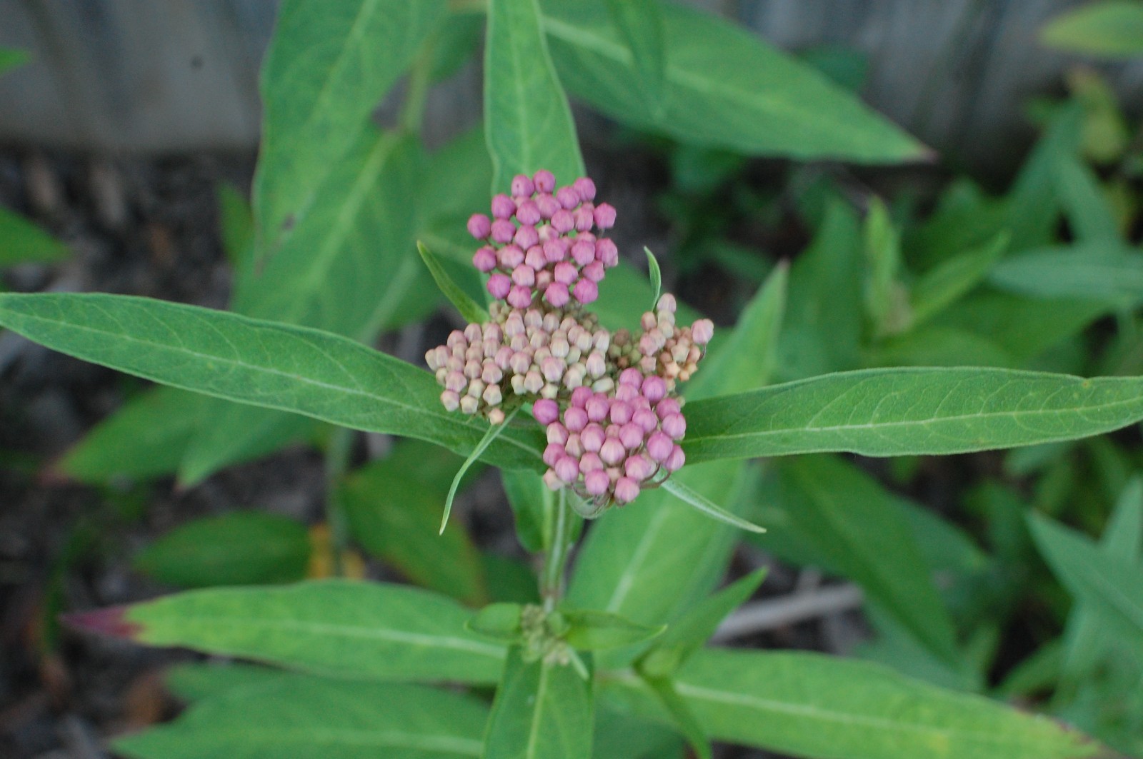 1 GRAM +Pink Swamp Milkweed/NATIVE NE US/Asclepius Incarnata/ORGANIC