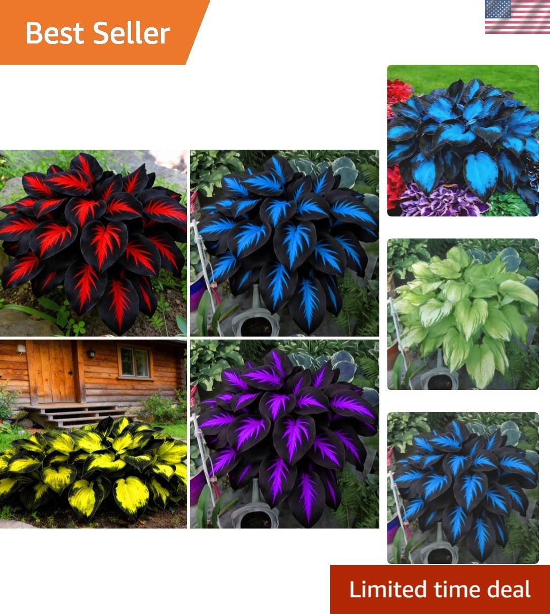 Rare Mixed Hosta Seeds – 280+pcs Low Maintenance Perennials for -Round Bloom