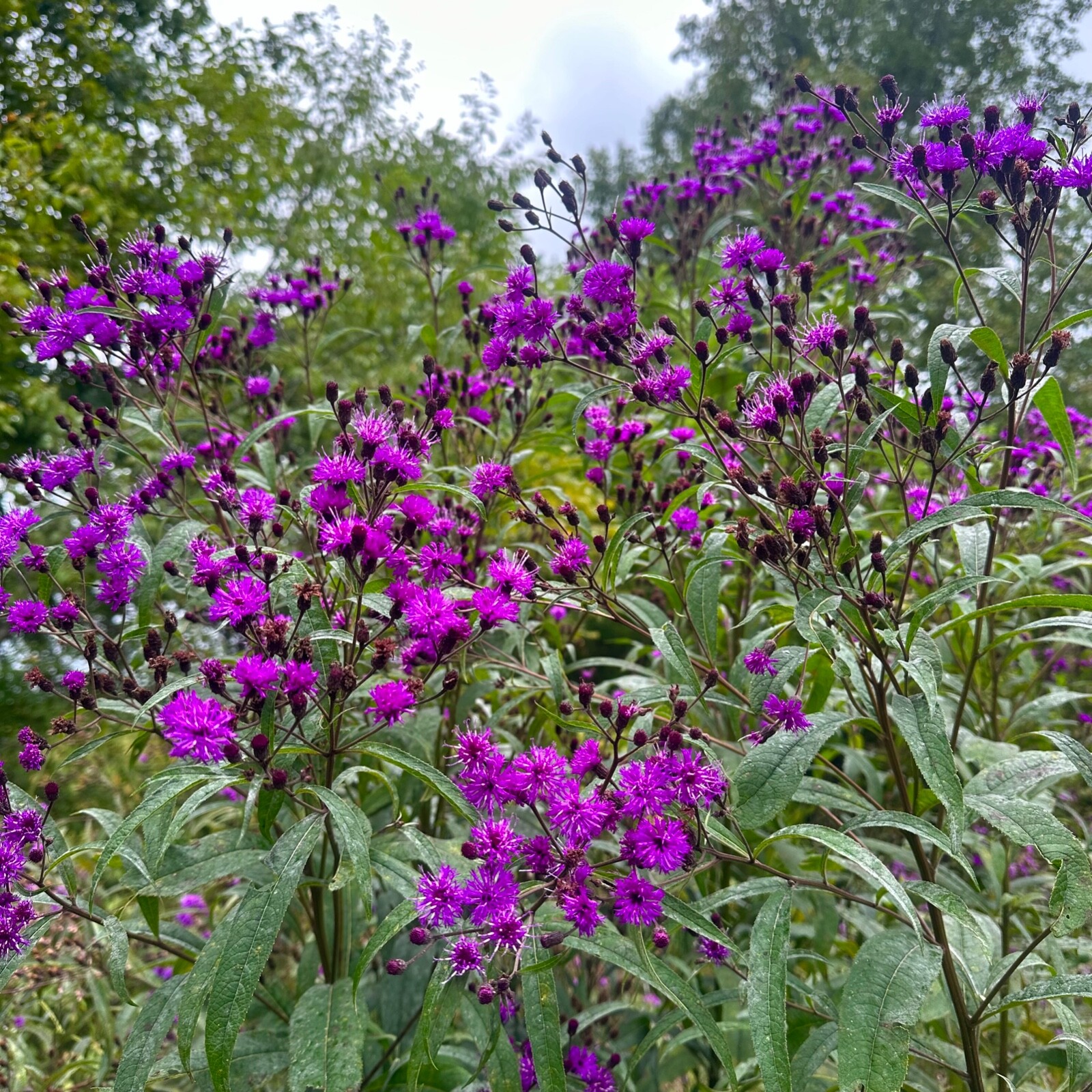 Vernonia noveboracensis – Tall Ironweed – 50+ Seeds – Clay County, NC Ecotype