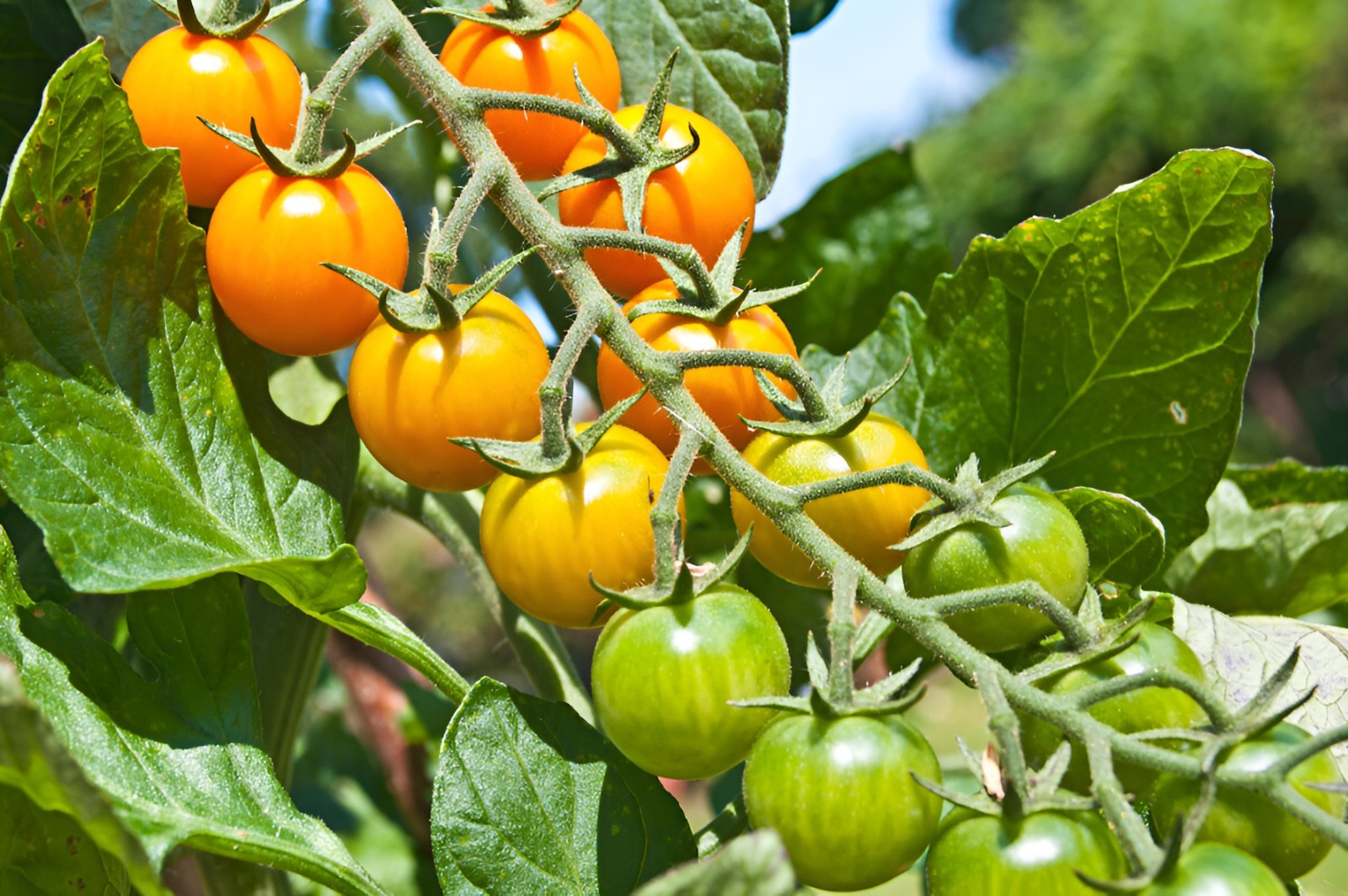 25 Sungold Cherry Tomato Seeds – Free Shipping Organic NonGMO Authentic F1 Seeds