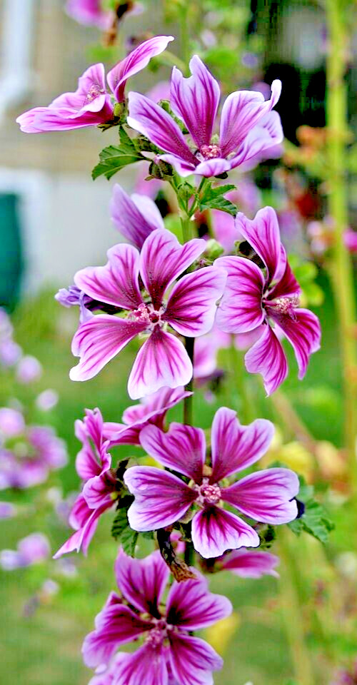 ZEBRA MALLOW 1000 SEEDS. ZEBRA STRIPED, HARDY, MALVA SYLVESTRIS, BULK
