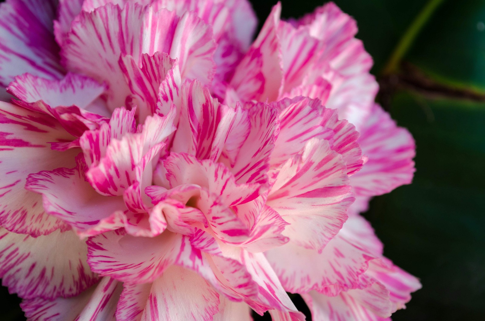 50 PICOTEE MIX CARNATION Dianthus Caryophyllus Bicolor Striped Flower Seeds