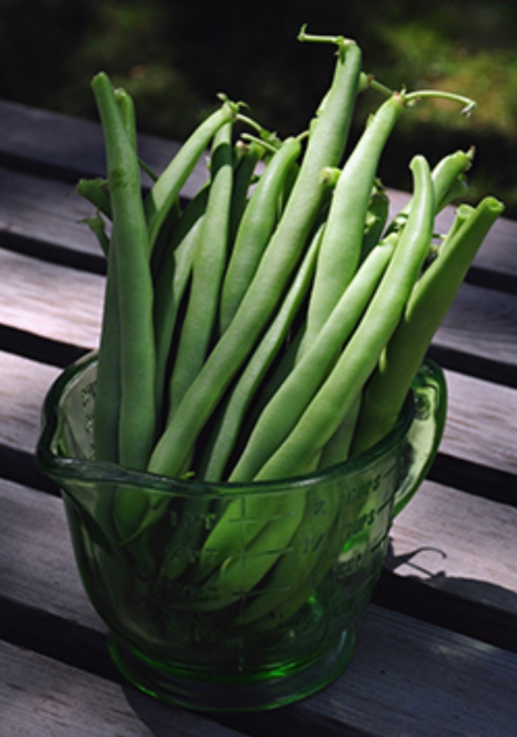 Heirloom Blue Lake Bush Bean – Fresh Seeds – Non-GMO, 55-65 days, USA Seller
