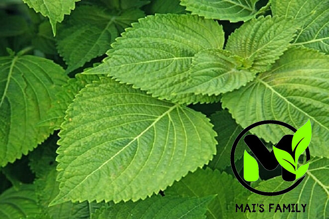 Vietnamese Balm seeds, Balm seeds,Hat Rau Kinh Gioi,Easy to Grow, Delicious!!