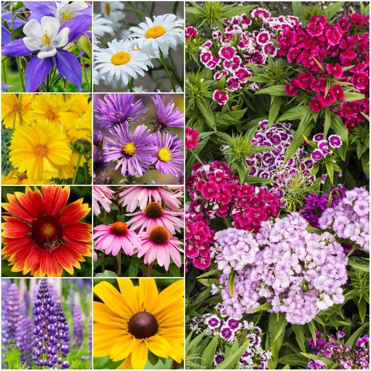 Perennial Wildflower Seed Mix 2 Ounce 30,000+ Seeds 16 Species