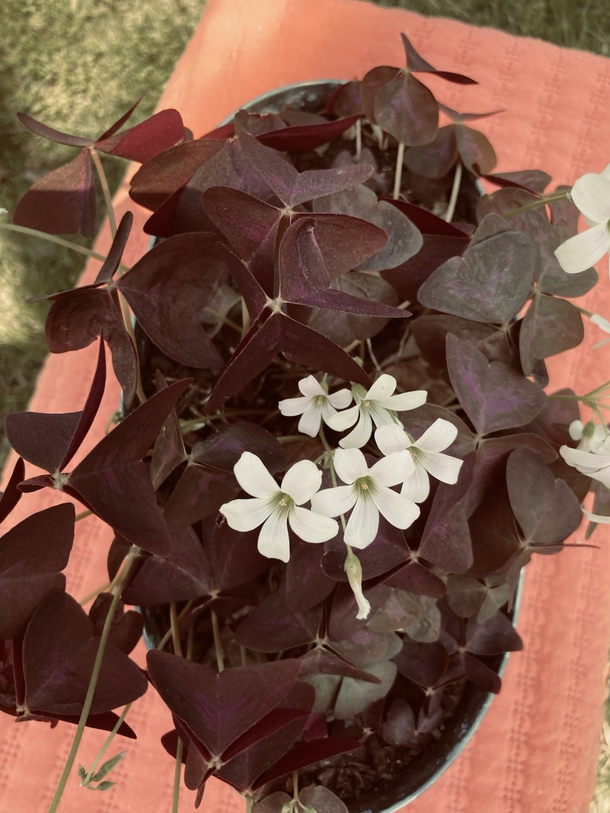 Oxalis Triangularis Purple shamrock rhizomes/bulbs