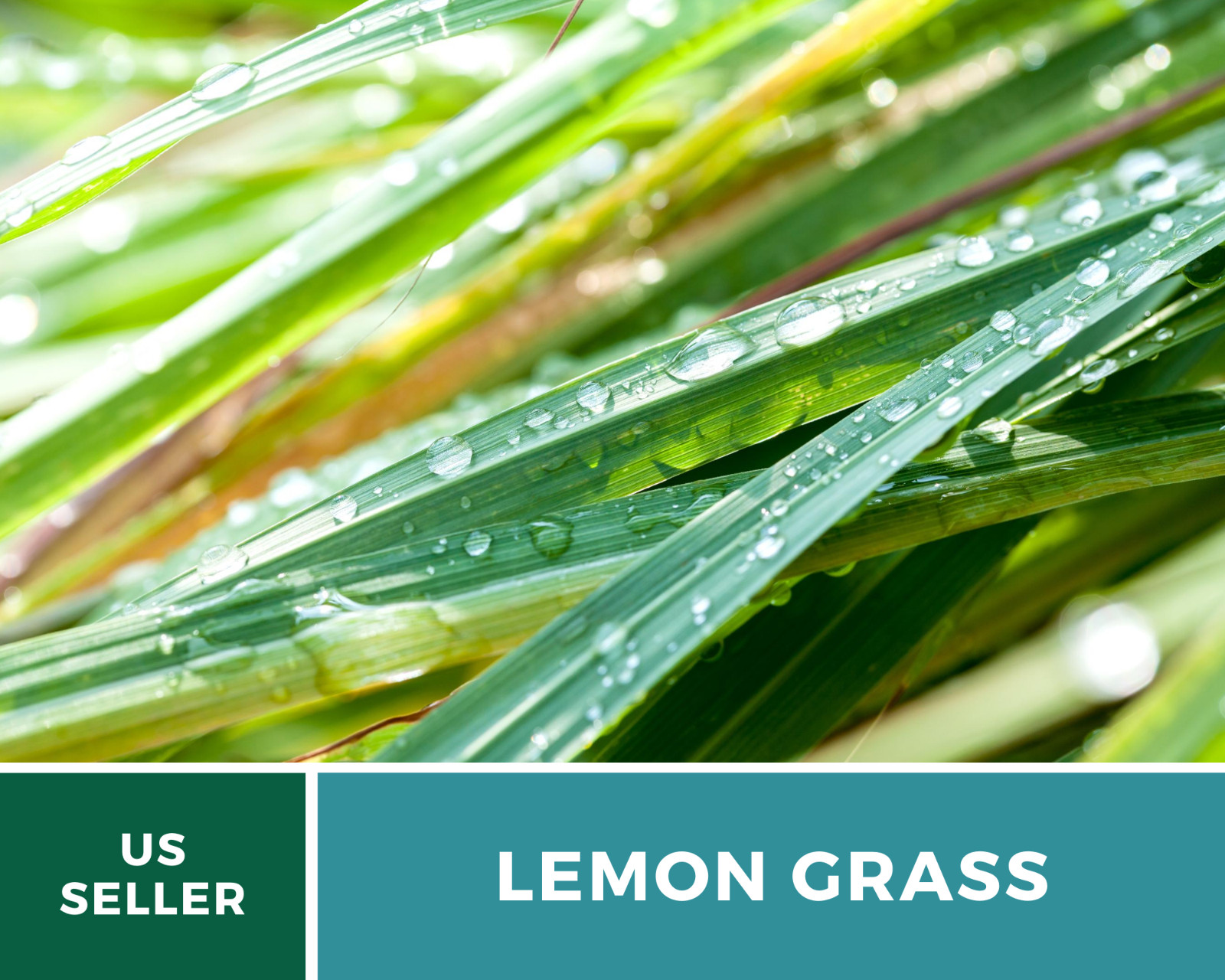 Lemon Grass – 100 Seeds – Culinary & Medicinal Herb (Cymbopogon Flexuosus)