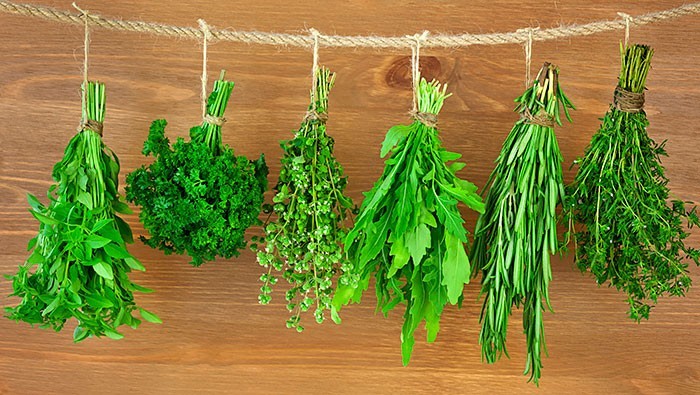 MOJITO MINT * 1000 SEEDS * RARE * HERB * MEDICINAL * AROMA *