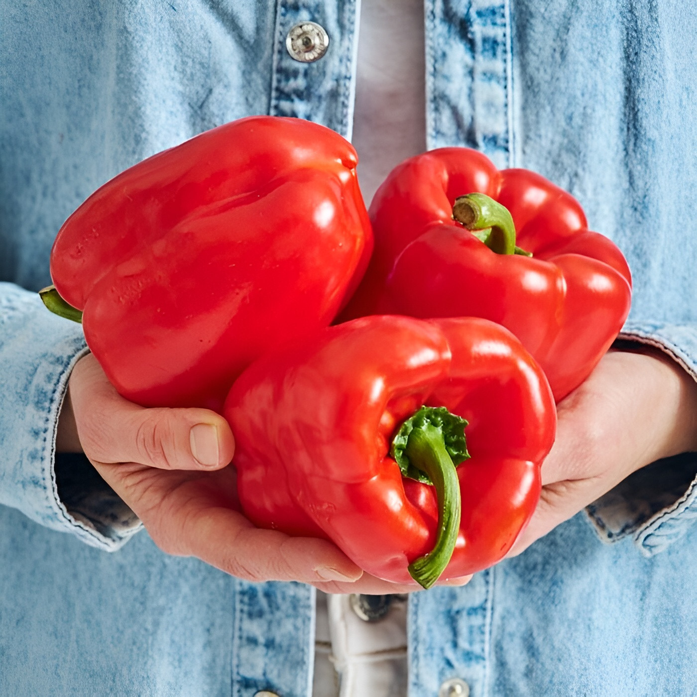 100 Heirloom Keystone Resistant Bell Pepper Seeds – Huge & Disease Resistant
