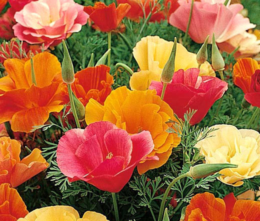 CALIFORNIA POPPY MISSION BELL Eschscholzia Californica – 15,000 Bulk Seeds