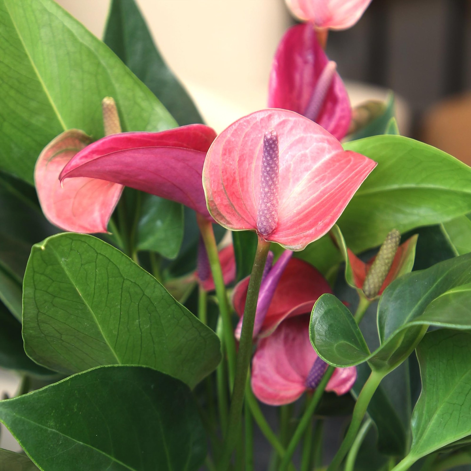 Live Purple Anthurium Plant, Easy Care Flowering Houseplant in 4″ Pot