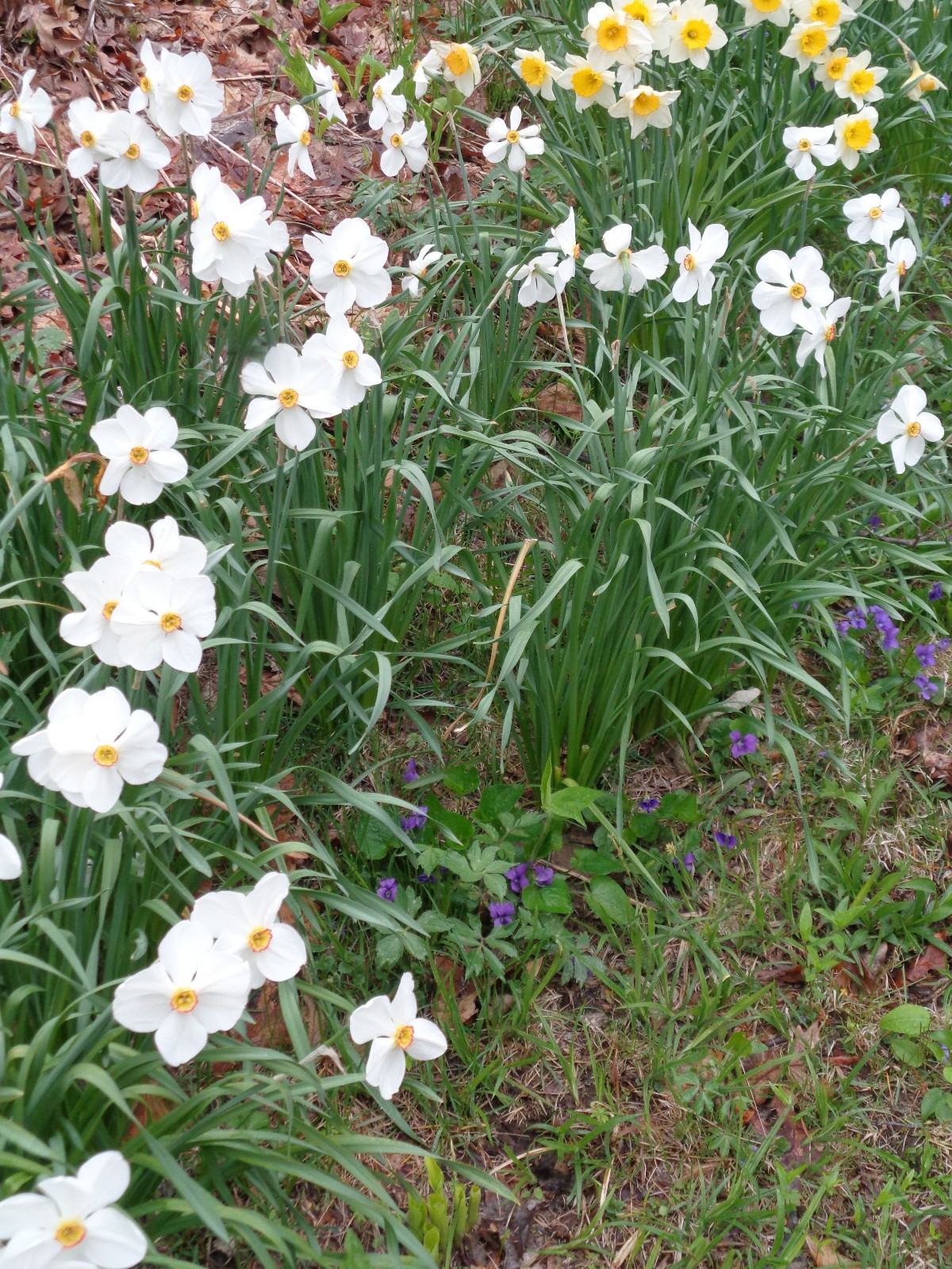 15 DAFFODIL BULBS var. ACTAEA / POETICUS Narcissus Jonquils FromMyGarden*PlsREAD