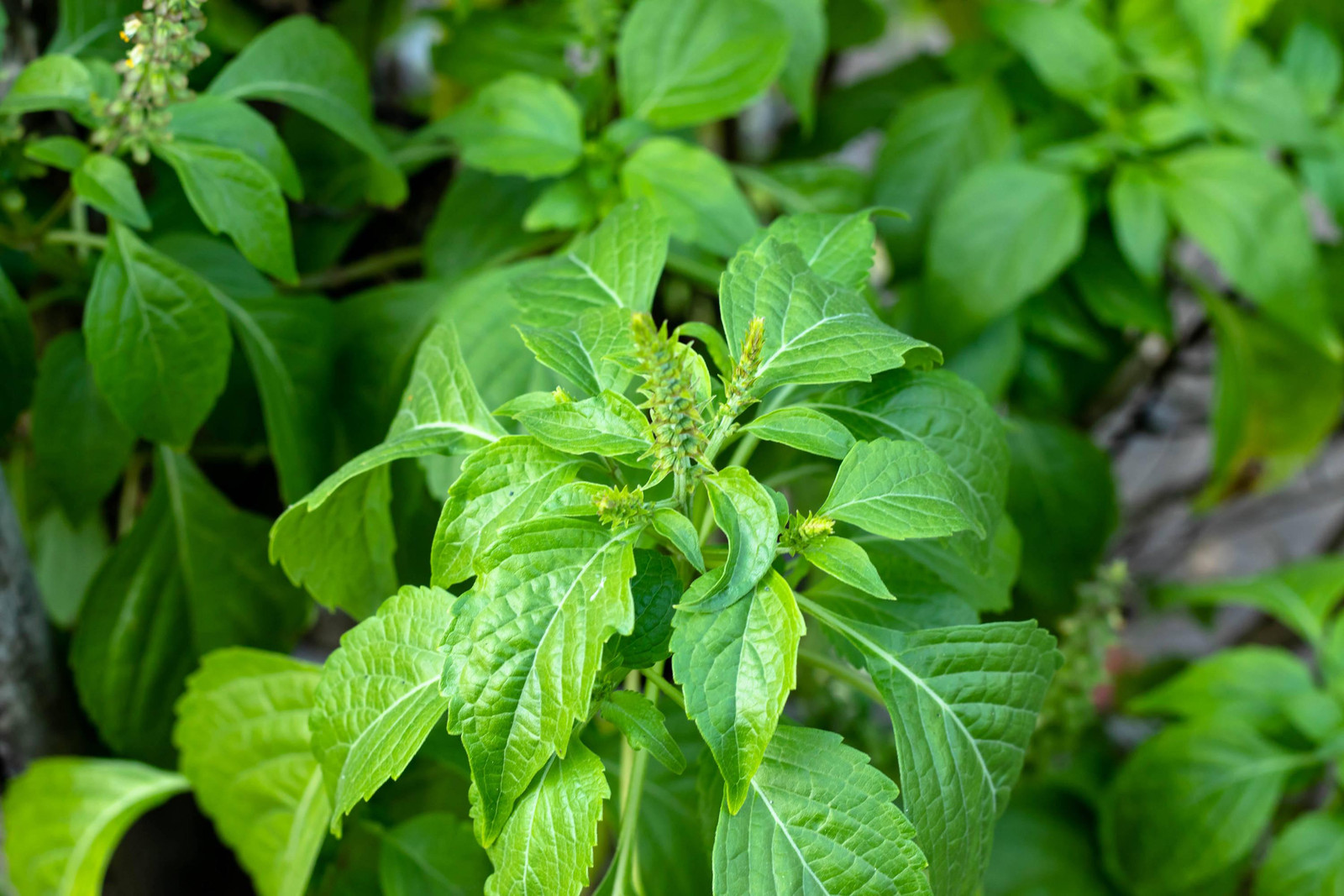Caraway Seeds for Growing, Non-GMO, With Tracking, Culinary Herb Seeds, Urban