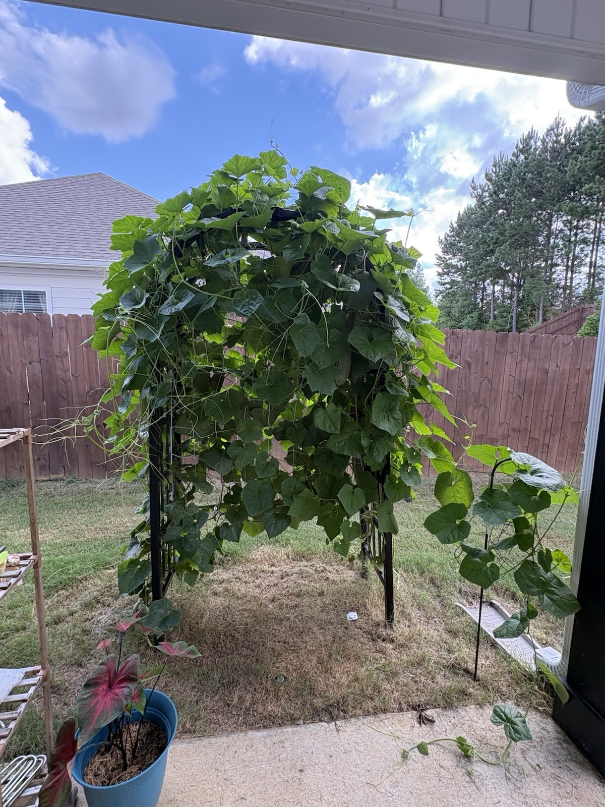 Luffa gourd seeds