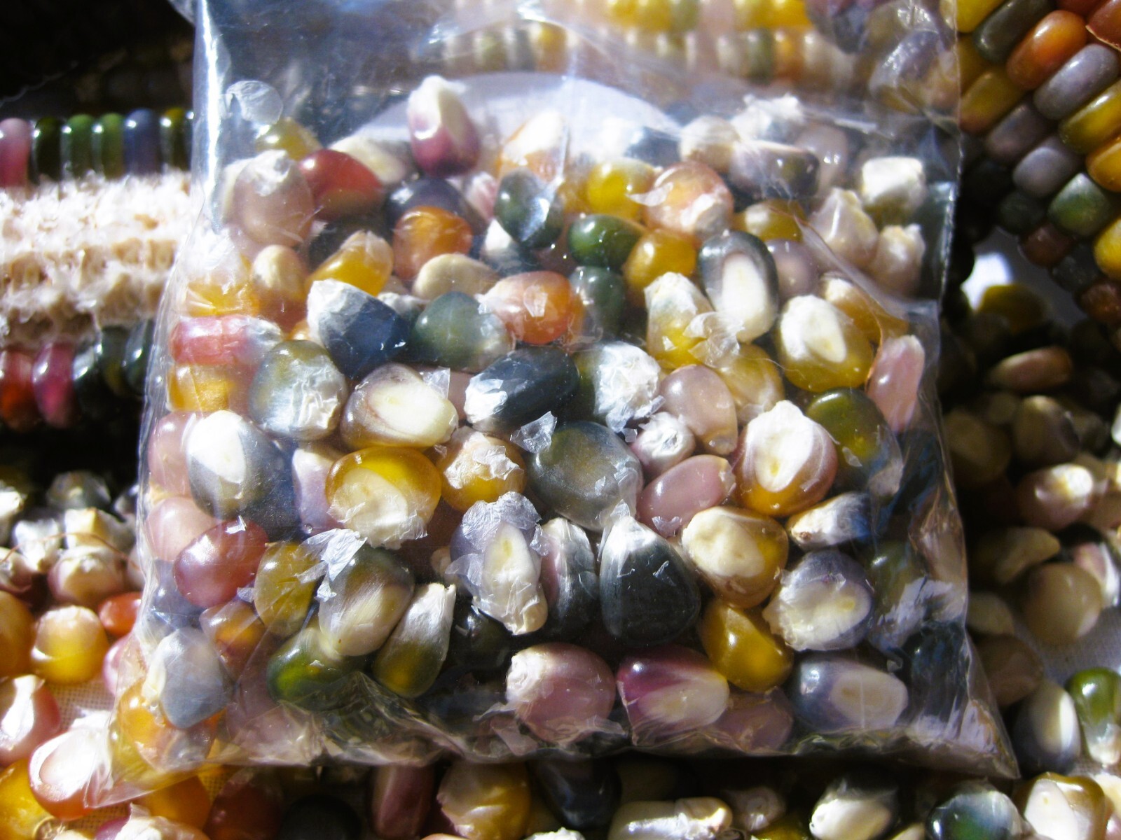 Glass Gem Corn Seeds Organic 200+ USA Grown