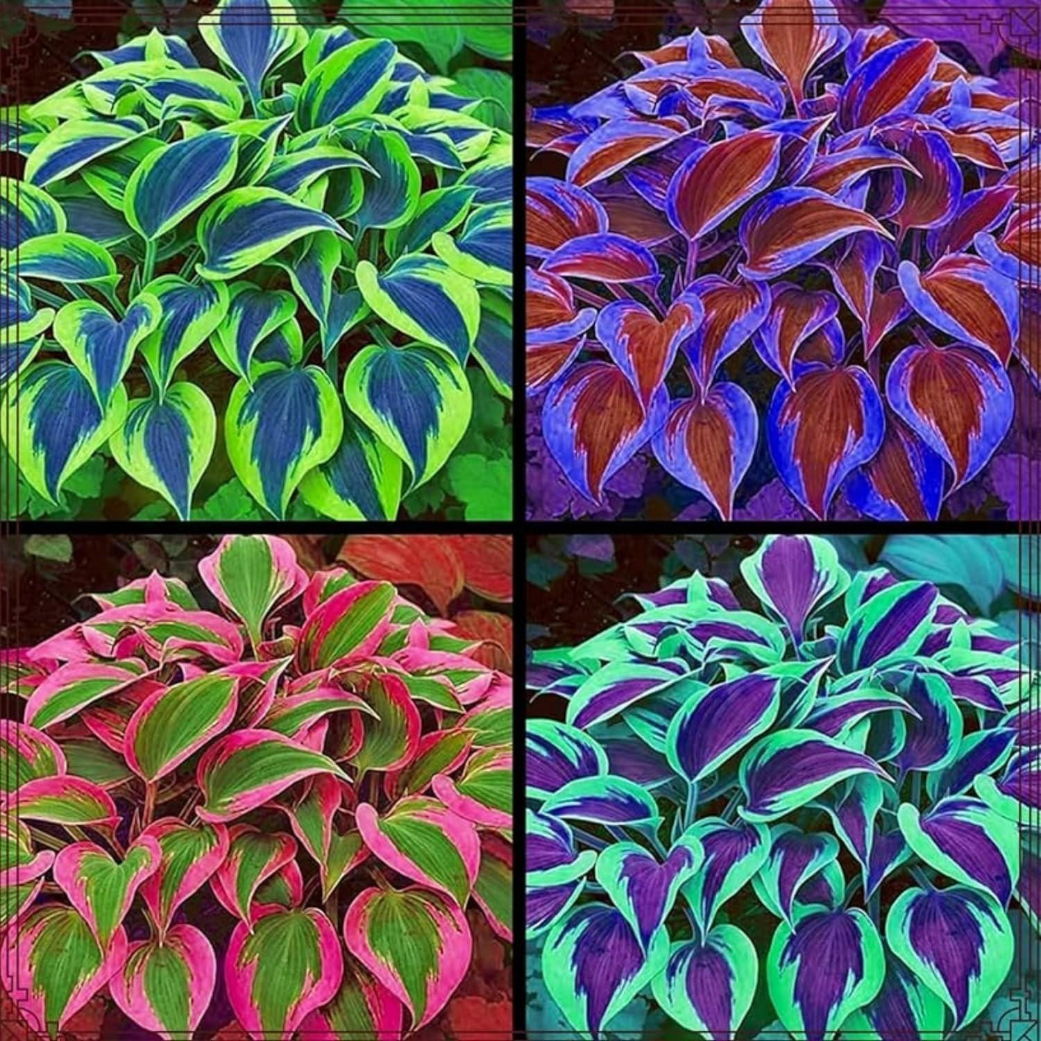 185+ Mixed Color Hosta Seeds for Planting Outdoors- Shade/Cold Tolerant Perennia