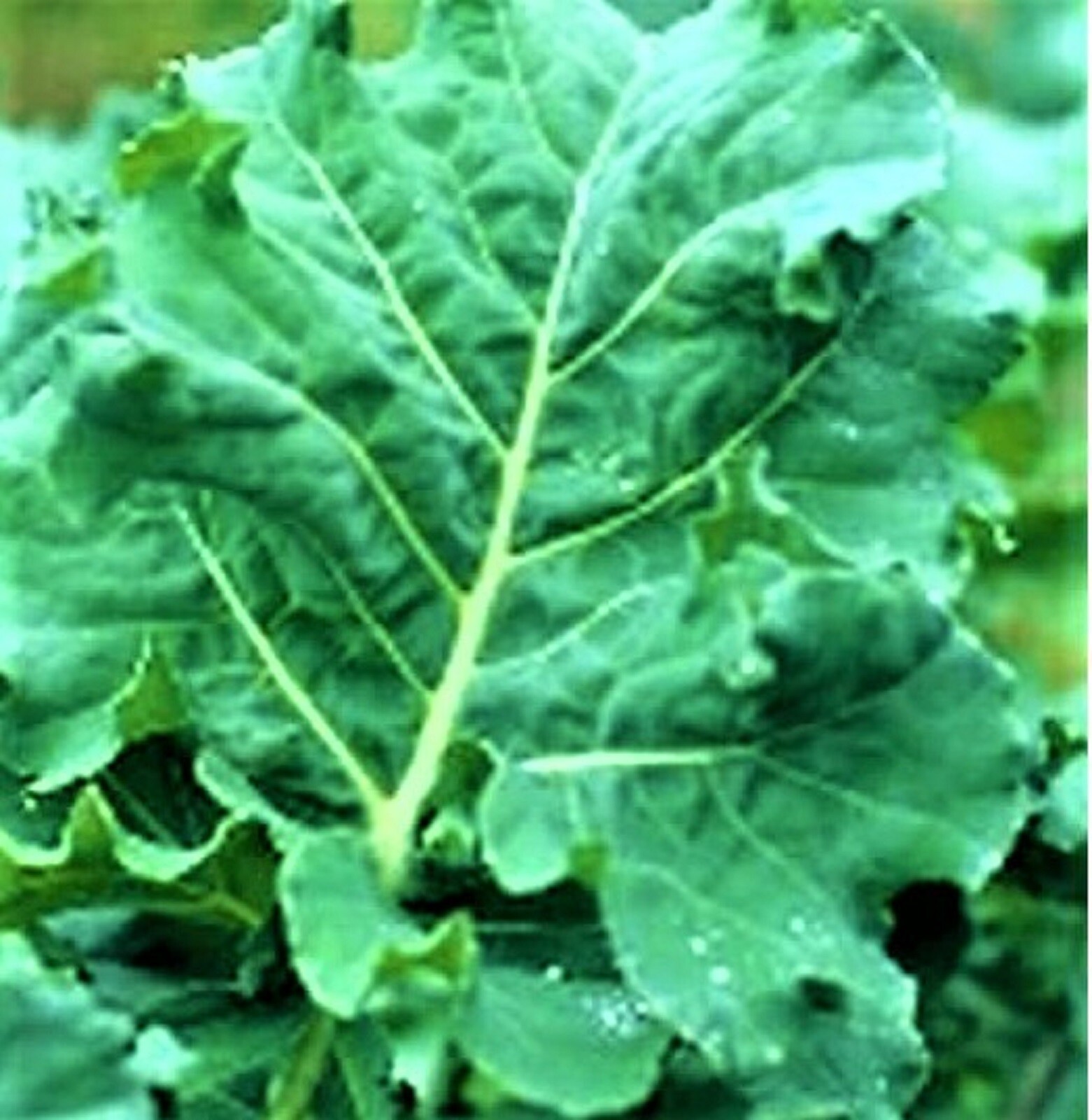 PREMIER KALE EARLY HANOVER SEEDS 200+ SEEDS NON-GMO –BUY 4 ITEMS FREE SHIPPING