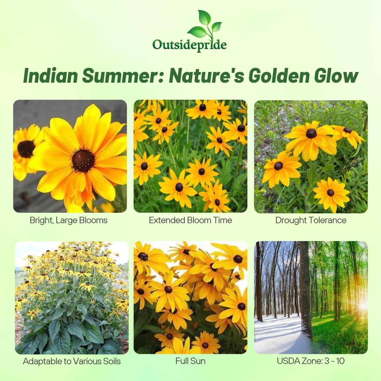 200 Seeds Rudbeckia Hirta Gloriosa Daisy Indian Summer – AAS Winner Flower
