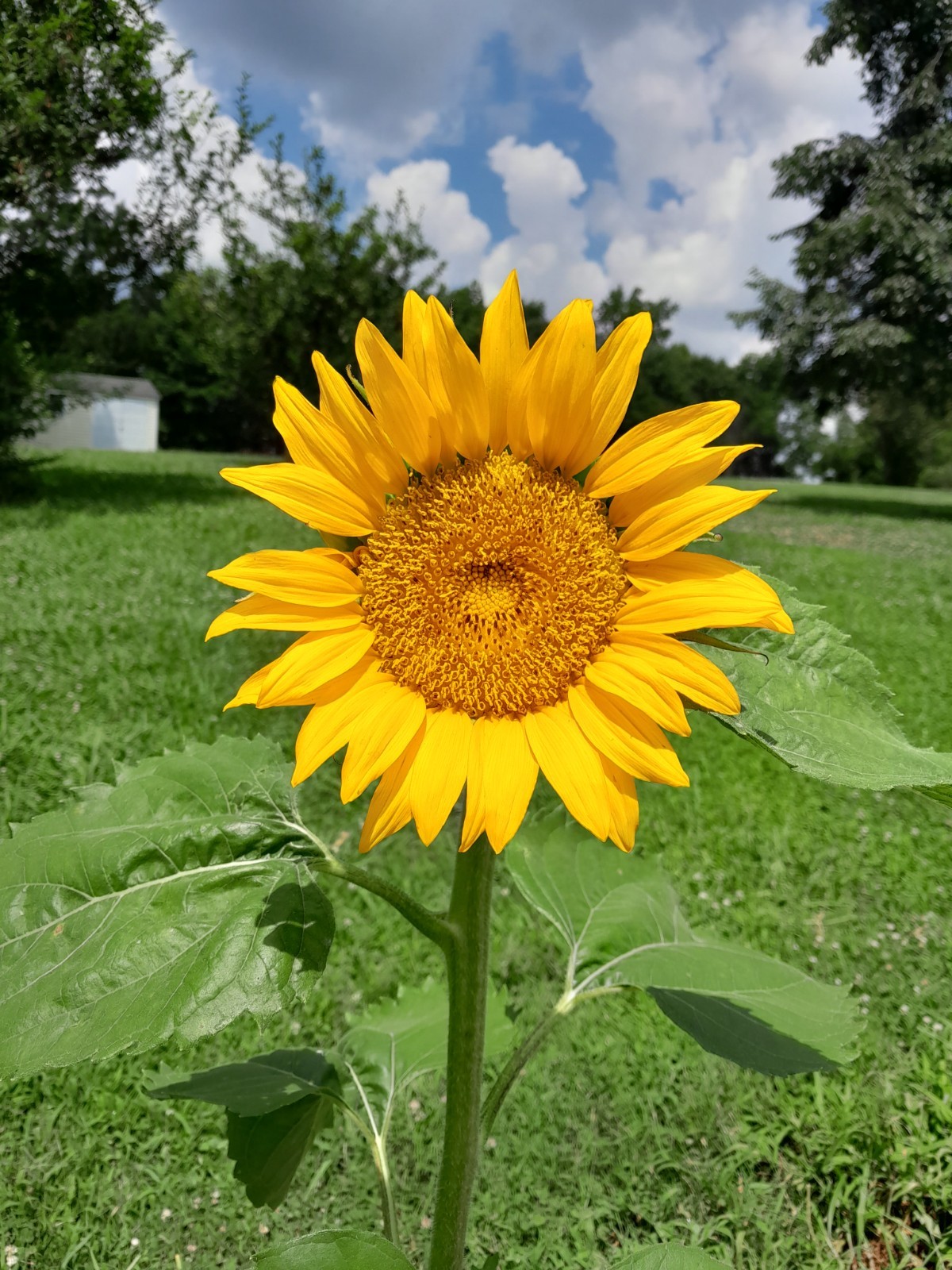 Stunning Large Sunflower Seeds 25+ Organic Grow Your Own Sunflower Snacks