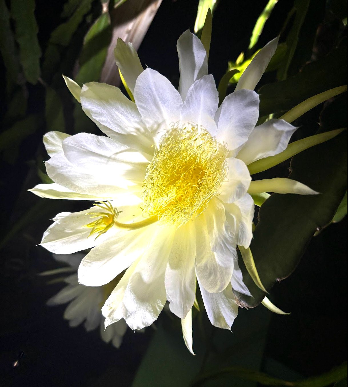 Hybrid Dragonfruit Seed – Physical Graffiti X Selenicereus Pteranthus 10x